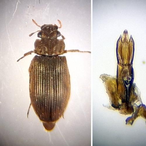 Helophorus flavipes